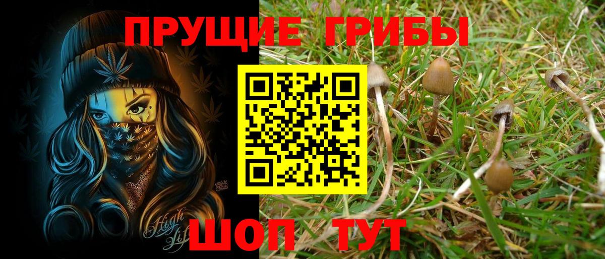 Псилоцибиновые грибы Psilocybe  Вход с VPN  купить  сайты  Кропоткин  Псилоцибиновые грибы Psilocybe 